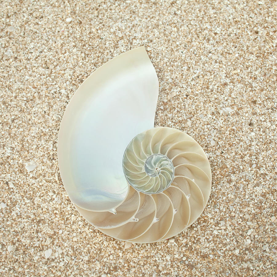 Nautilus Shell On Sand By Siri Stafford