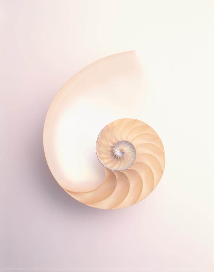 Nautilus Shell Section By Kerama