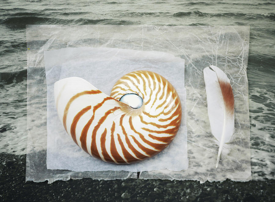 Nautilus Shell With Feather Photograph by Fiona Crawford Watson