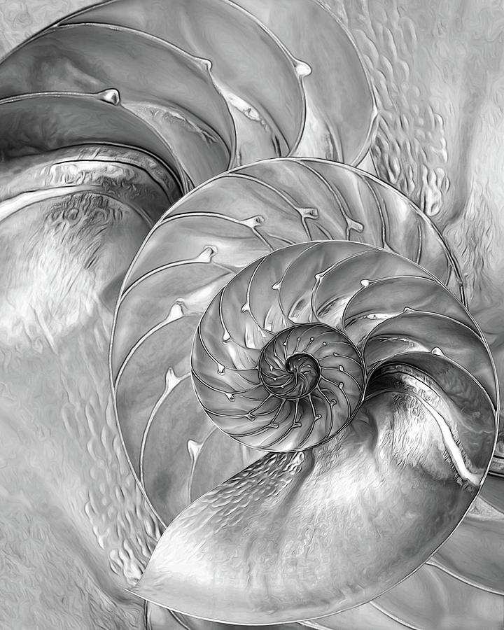 Nautilus Shells In Mono Photograph by Gill Billington