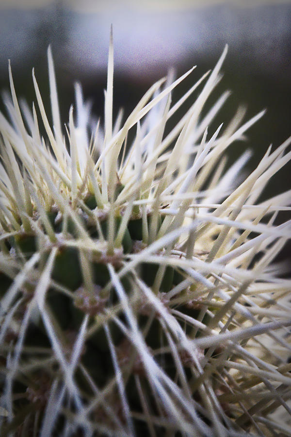 Nautral Abstract of Cholla Cactus Needles up Close Photograph by Chance Kafka