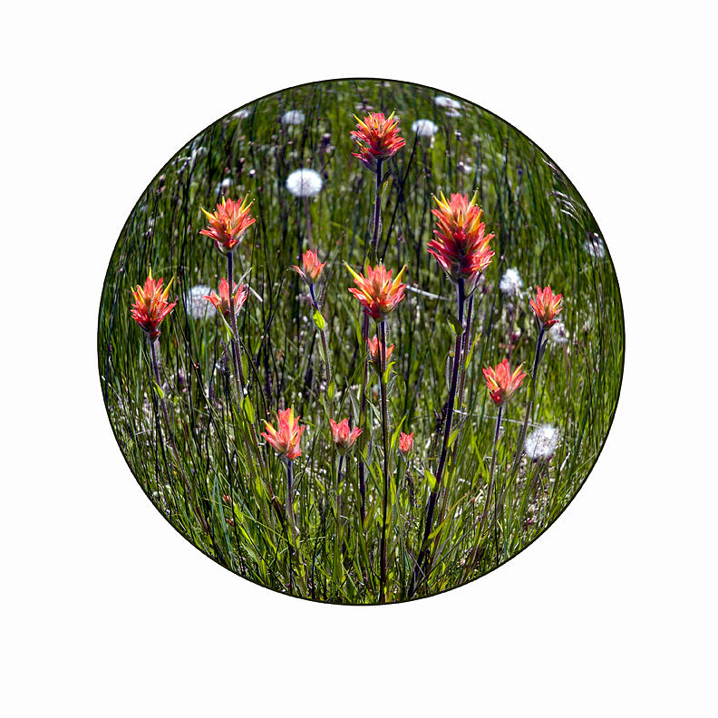 Navajo wildflowers Photograph by Peter Anger Navajo wildflowers Photograph by Peter Anger
