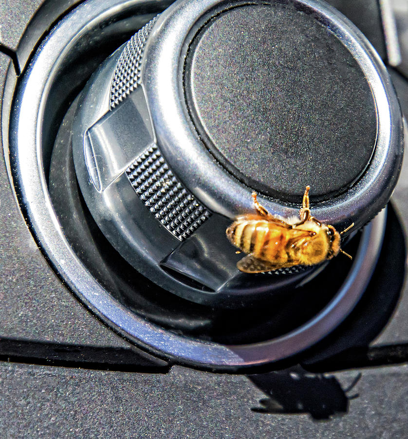 Navigator Bee Photograph