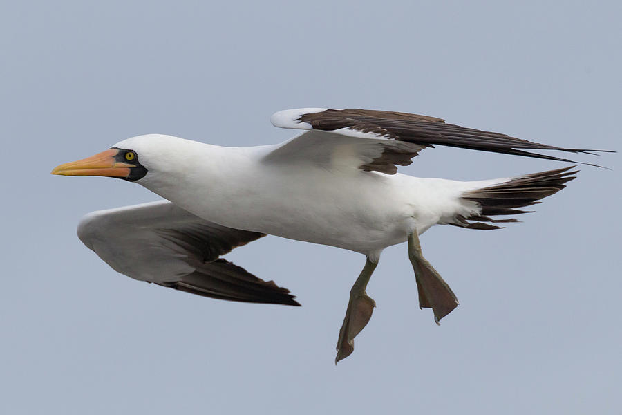 Nazca Booby Photograph by Glenn Lahde - Pixels