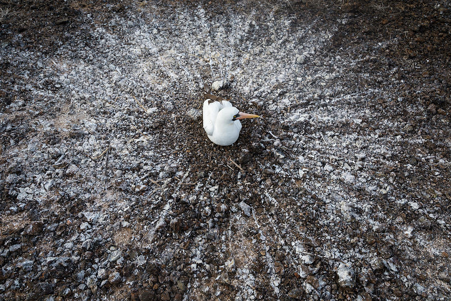 Nazca Booby On Nest, Galapagos Photograph by Tui De Roy