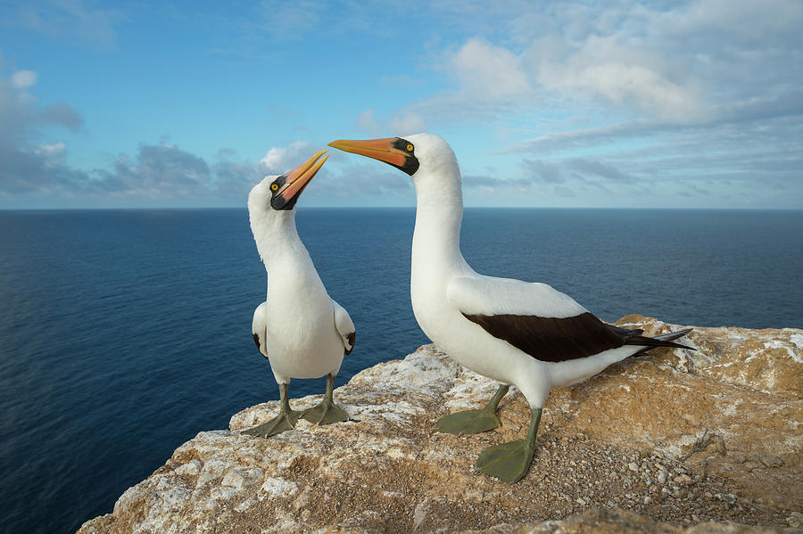 Nazca Booby Pair At Gardner Inlet Photograph by Tui De Roy