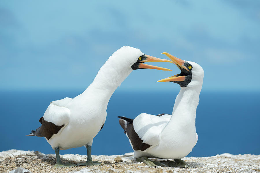 Nazca Booby Pair Courting Photograph by Tui De Roy
