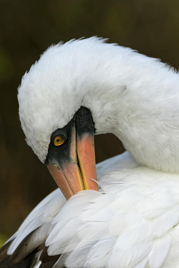 Nazca Booby Preening Feathers, Espanola Photograph by Adam Jones - Pixels