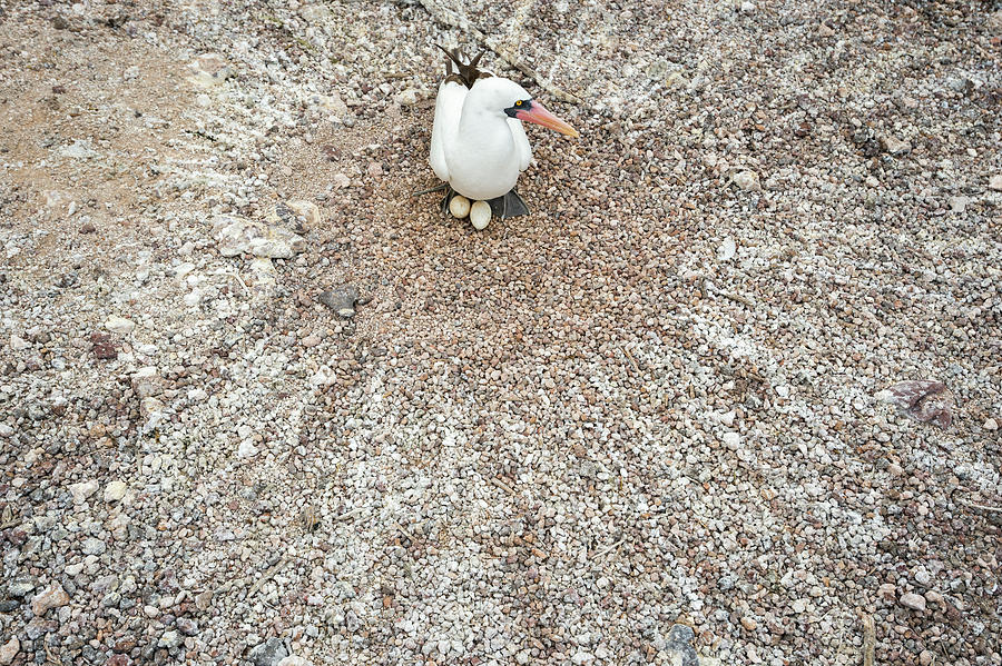 Nazca Booby With Eggs On Nest Photograph by Tui De Roy
