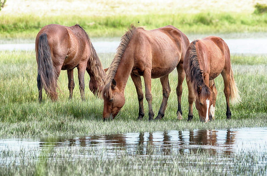 NC Wild Horses #5721 Photograph by Susan Yerry