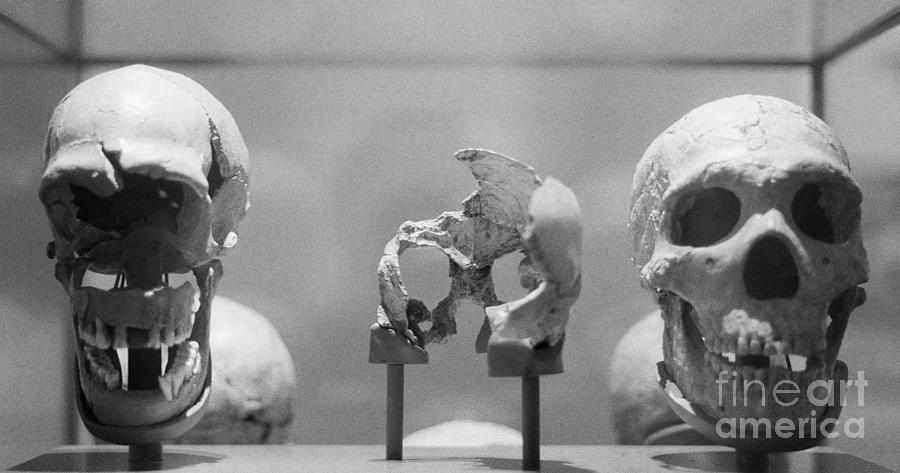 Neanderthal Skulls Photograph by Bettmann