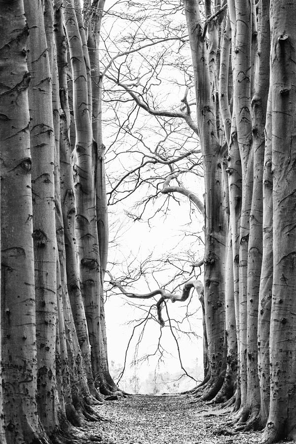 Landscape Photograph - near Kozakkenveer by Jan Pranger Landscape Photograph - near Kozakkenveer by Jan Pranger