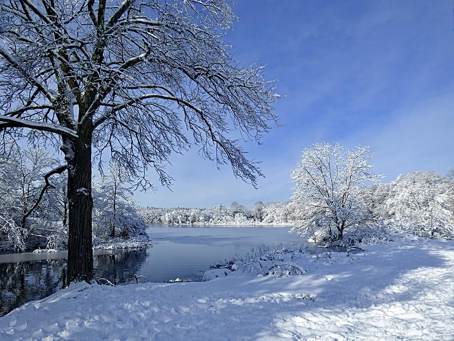 Near Lake Waban, Winter Photograph by Lyuba Filatova