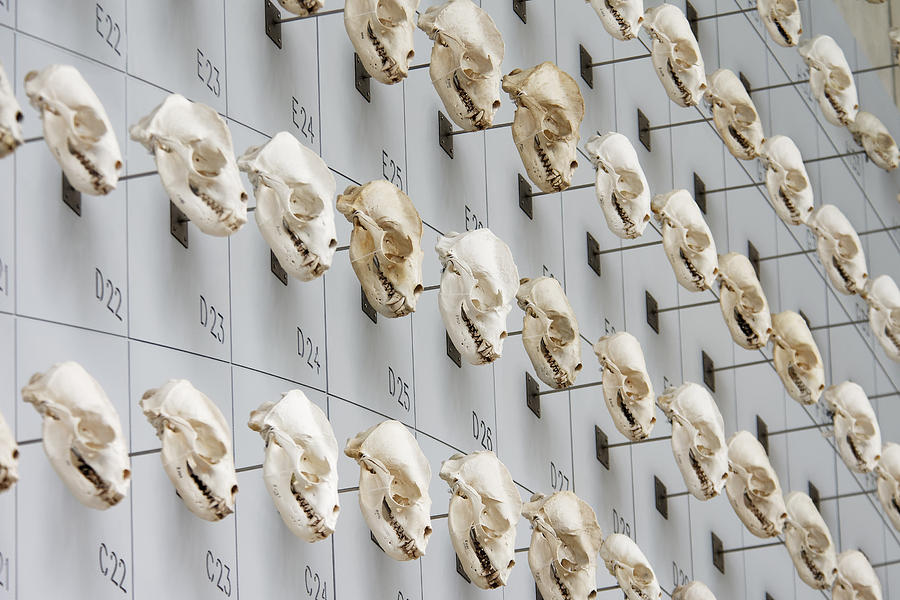 Neatly Numbered -- Sea Lion Skulls at The California Academy of Sciences, San Francisco Photograph by Darin Volpe