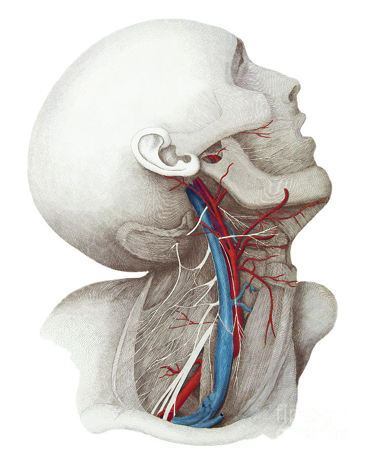 Neck Anatomy Photograph by Microscape/science Photo Library - Fine Art ...