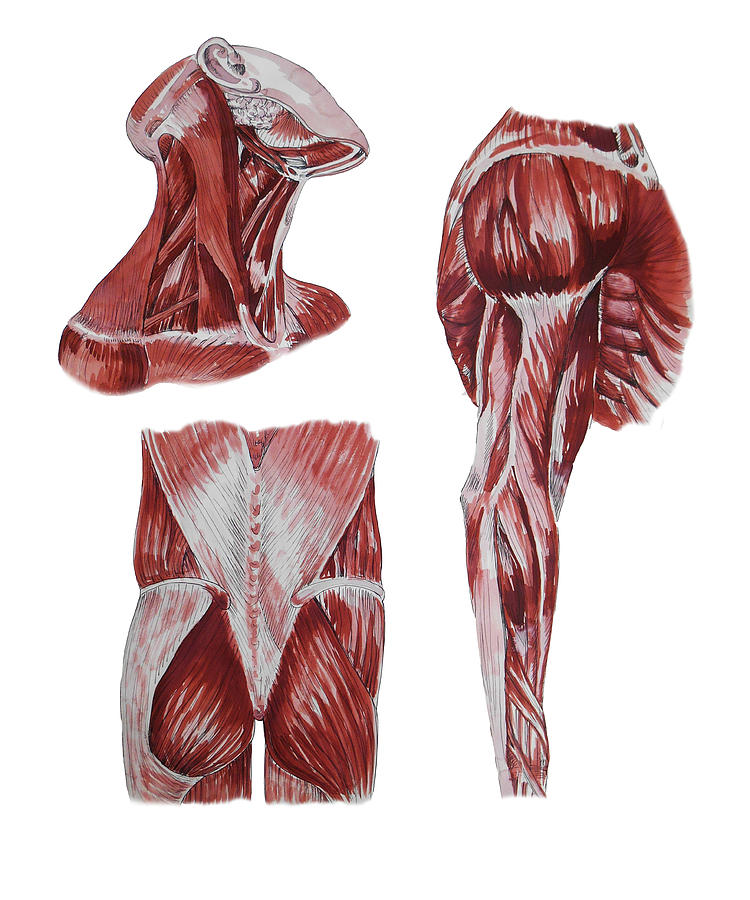 Neck Arm Gluteus Maximus Muscles Anatomy Study Painting by Irina Sztukowski