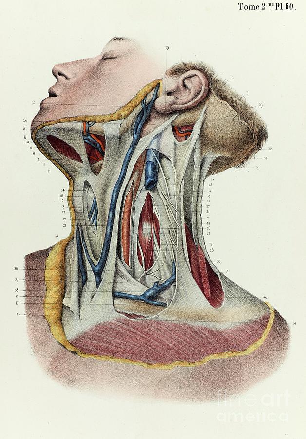 Neck Fascia Photograph by Science Photo Library