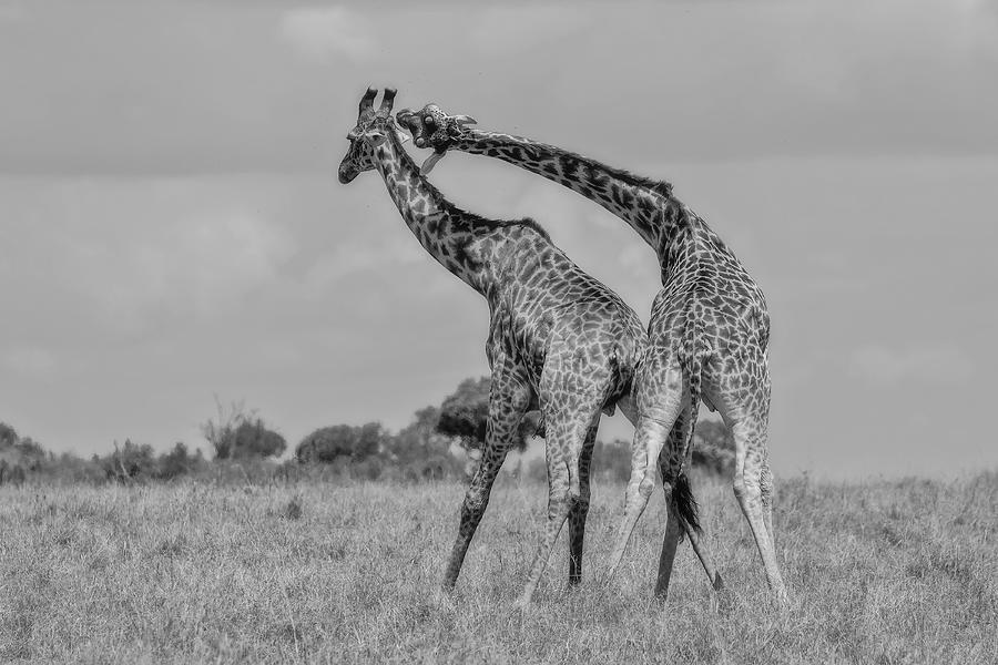 Neck Fight! Photograph by Alessandro Catta