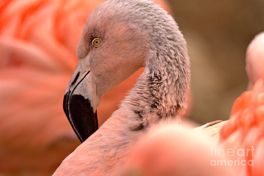 Neck Of The Flamingo Photograph by Adam Jewell