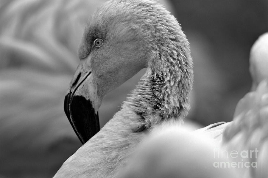Neck Of The Flamingo Black And White Photograph by Adam Jewell