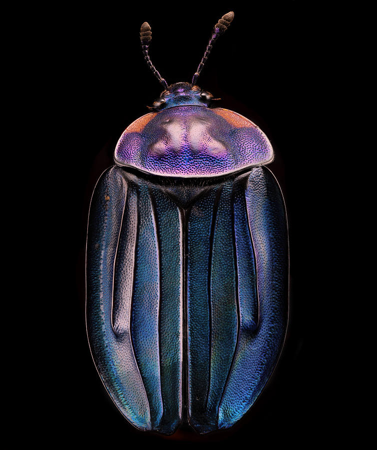 Insects Photograph - Necrophila Renatae by Manuel Bratti