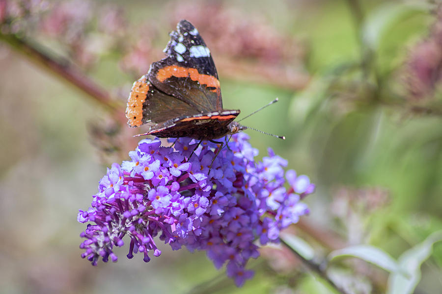 Butterfly Photograph - Nectar by Martin Newman