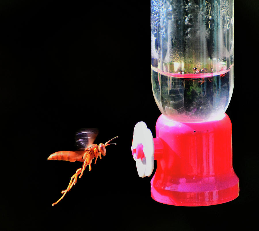 Nectar Robbery Photograph by Jeff R Clow
