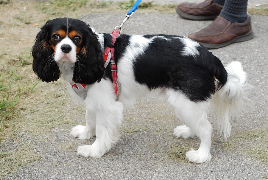 Cavalier King Charles Spaniel Photograph by Ee Photography