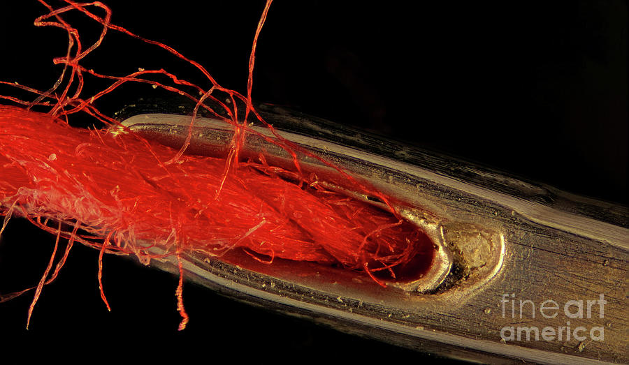 Needle And Thread Photograph by Marek Mis/science Photo Library