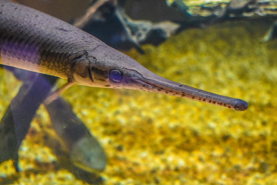 Needle Nose Photograph by Jeremy Guerin - Pixels