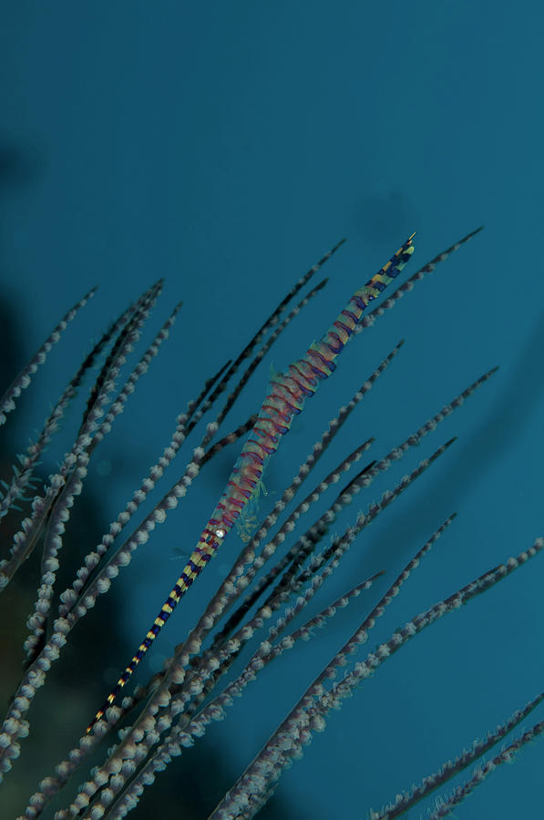 Needle Shrimp Tozeuma Armatum Underwater Photograph by Atopapa/a.collectionrf