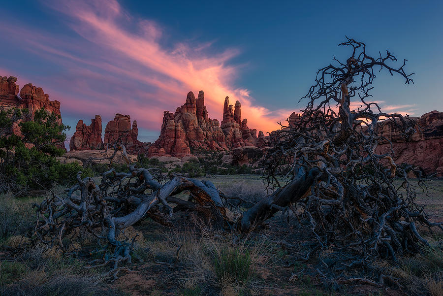 Canyonlands National Park Photograph - Needles And Old Tree by Mei Xu