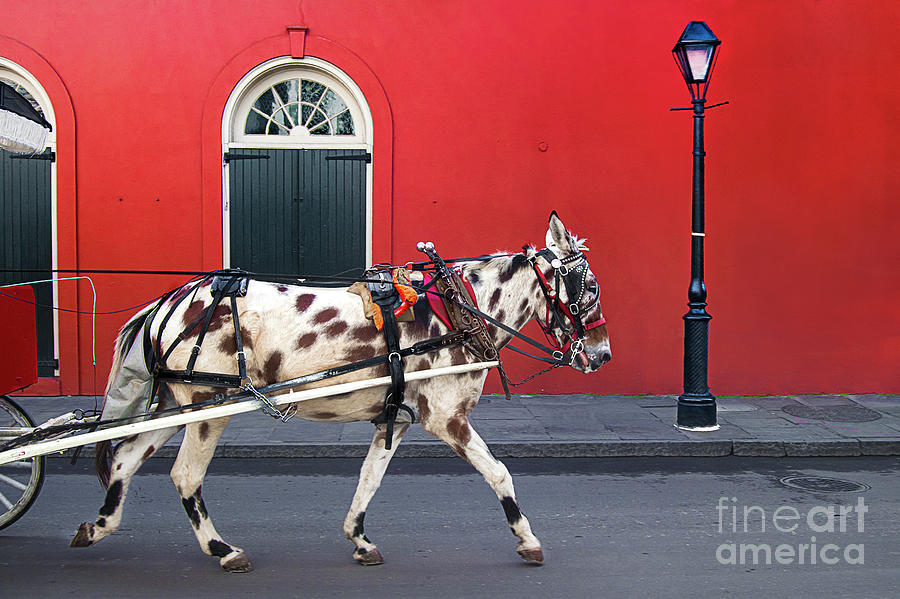 Neigh-Orleans by Spade Photo Neigh-Orleans by Spade Photo