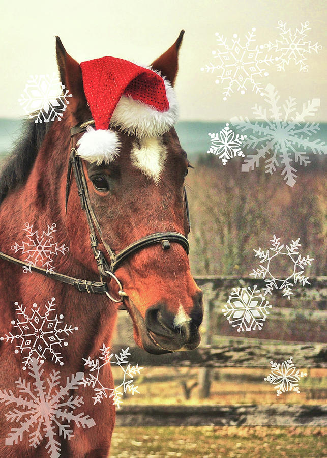 Neigh Wish You Snow Photograph by Dressage Design