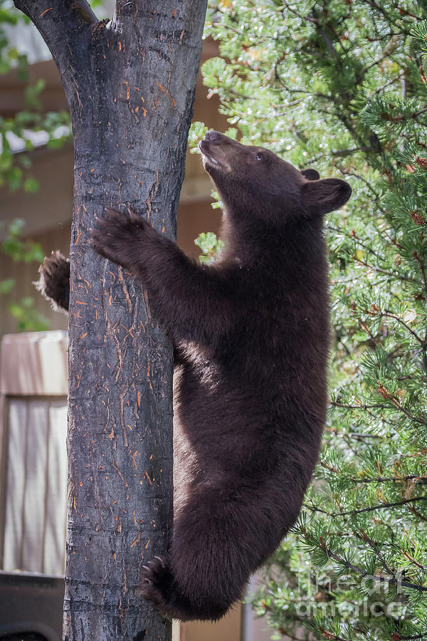 Neighborhood Bear Photograph by Webb Canepa Fine Art America