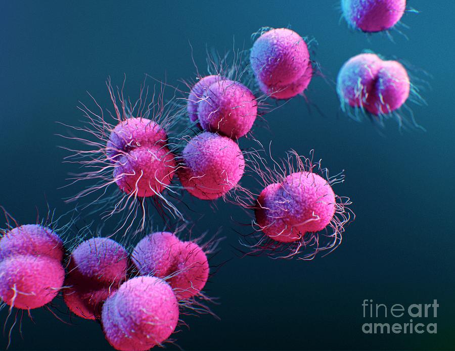 Neisseria Gonorrhoeae Bacteria Photograph By Alissa Eckertscience Photo Library Pixels 2598