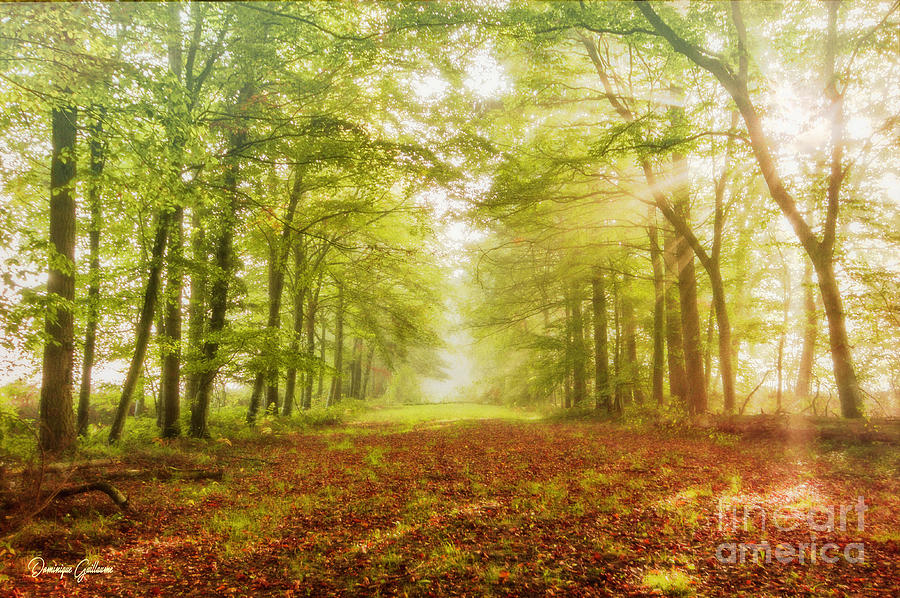 Neither summer nor winter but autumn light by Dominique Guillaume Neither summer nor winter but autumn light by Dominique Guillaume