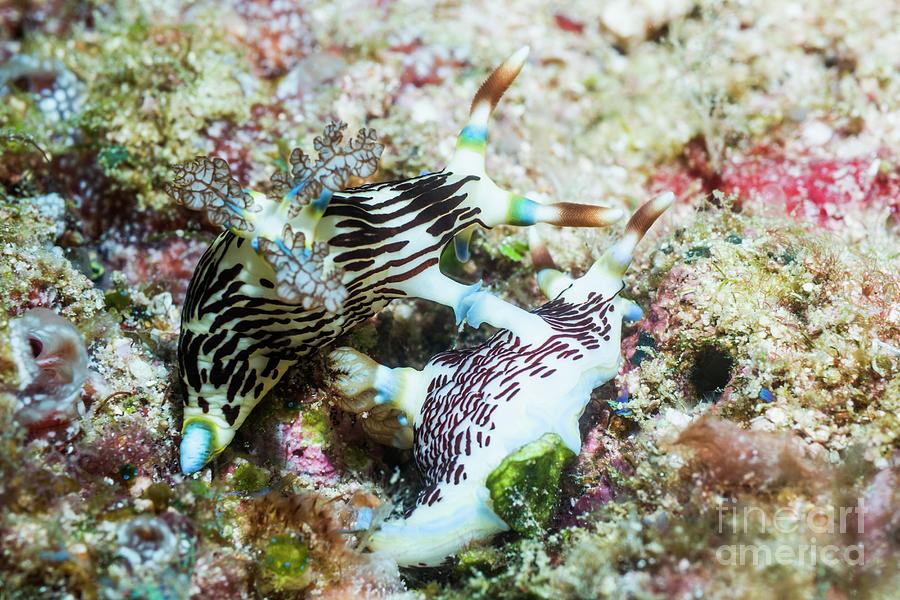 West Papua Photograph - Nembrotha Nudibranchs Mating by Georgette Douwma/science Photo Library West Papua Photograph - Nembrotha Nudibranchs Mating by Georgette Douwma/science Photo Library