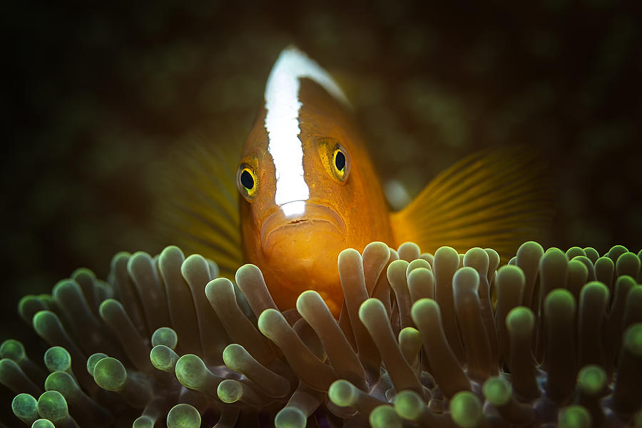 Underwater Photograph - Nemo by Walter Lackner