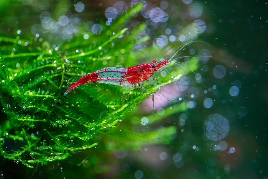 Neocaridina Davidi Shrimp Photograph by Mircea Costina - Fine Art America