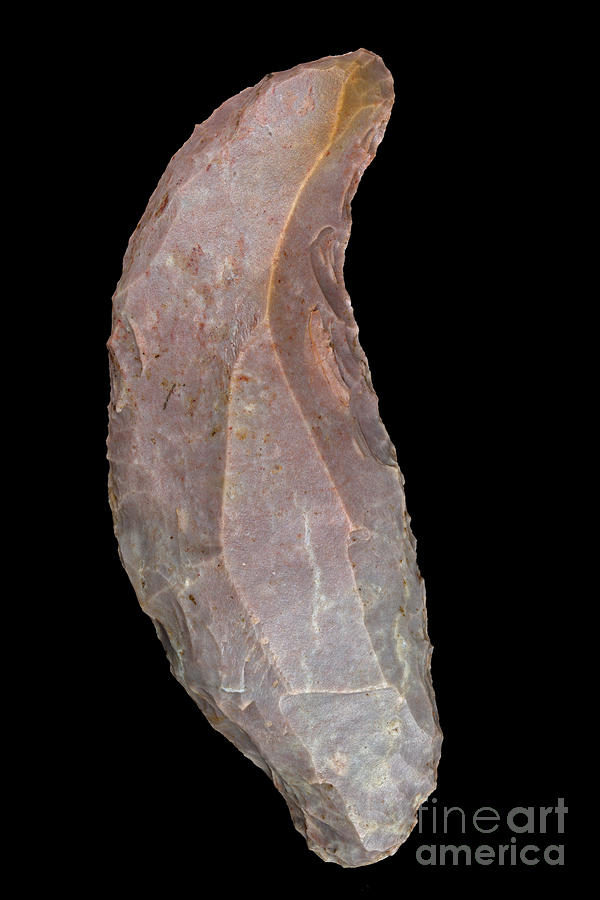 Neolithic Curved Scraper In Pink Jasper Photograph by Pascal Goetgheluck/science Photo Library
