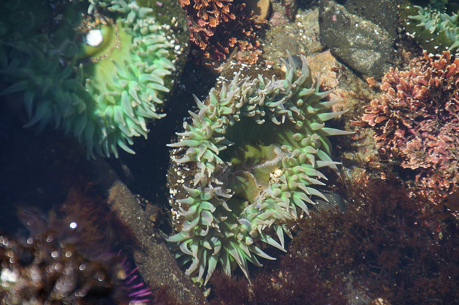 Neon green sea anemone Photograph by Steve Estvanik
