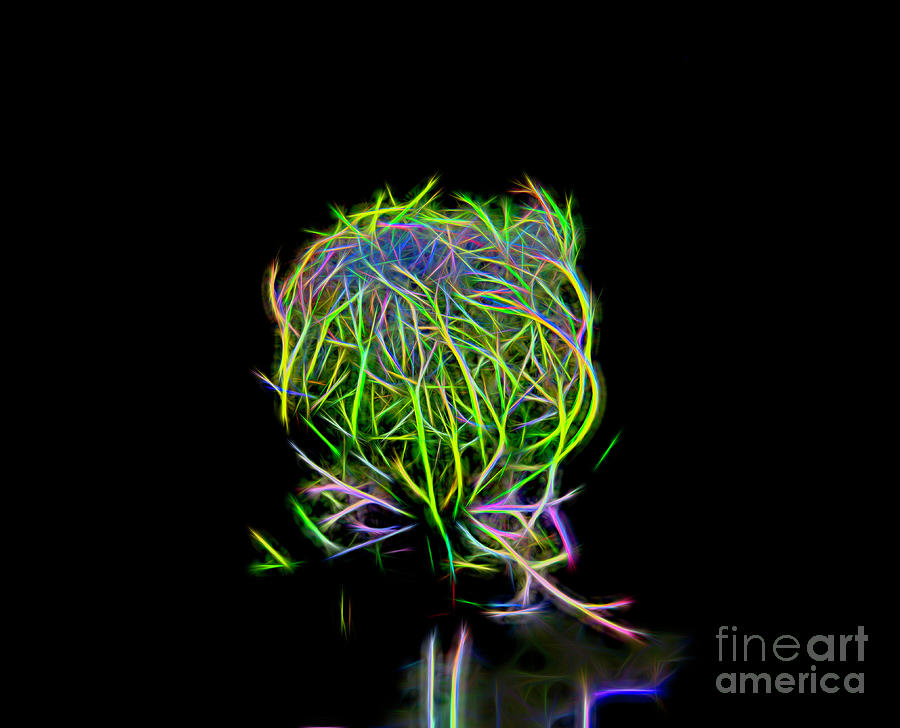 Neon Queen Anne's Lace by Karen Silvestri Neon Queen Anne's Lace by Karen Silvestri