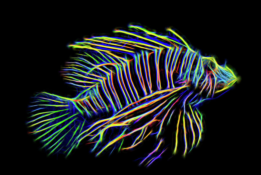 Neon Photograph - Neon Zebra Fish by Michelle Tinger