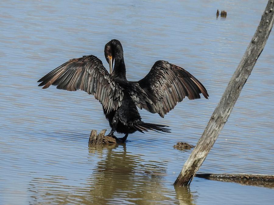 Neotropic Cormorant Basking in Morning Sun by NaturesPix Neotropic Cormorant Basking in Morning Sun by NaturesPix