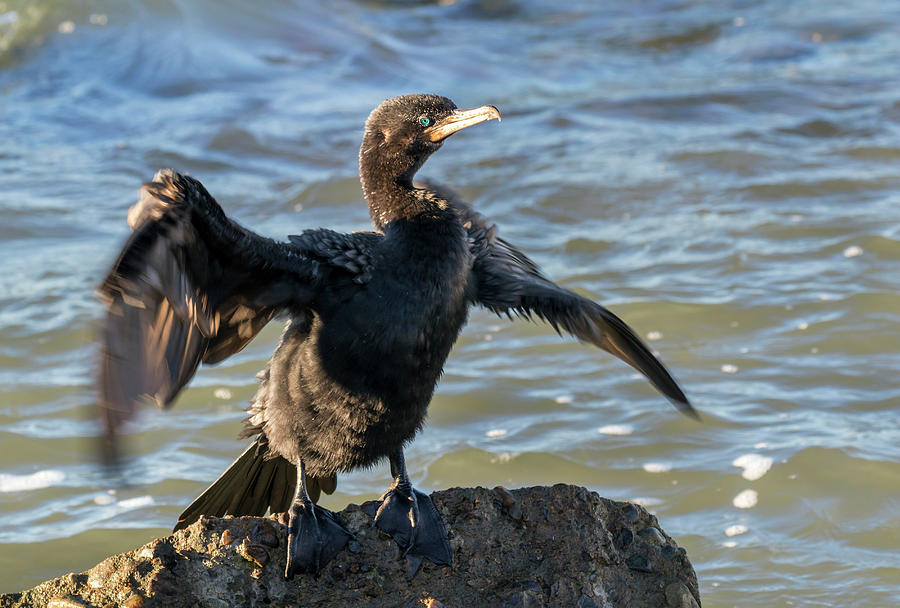 Bird Photograph - Neotropic Or Olivaceous Cormorant by Ivan Kuzmin
