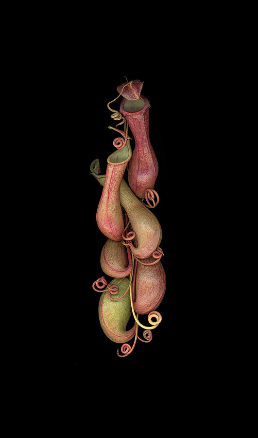 Flower Photograph - Nepenthes 01 by Sandra R Schulze Photography