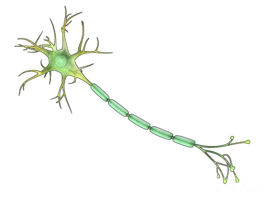 Nerve Cell And Axon Photograph by Maurizio De Angelis/science Photo Library