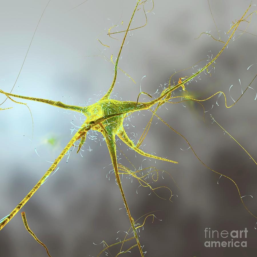 Nerve Cell And Dendrites Photograph by Science Photo Library - Pixels