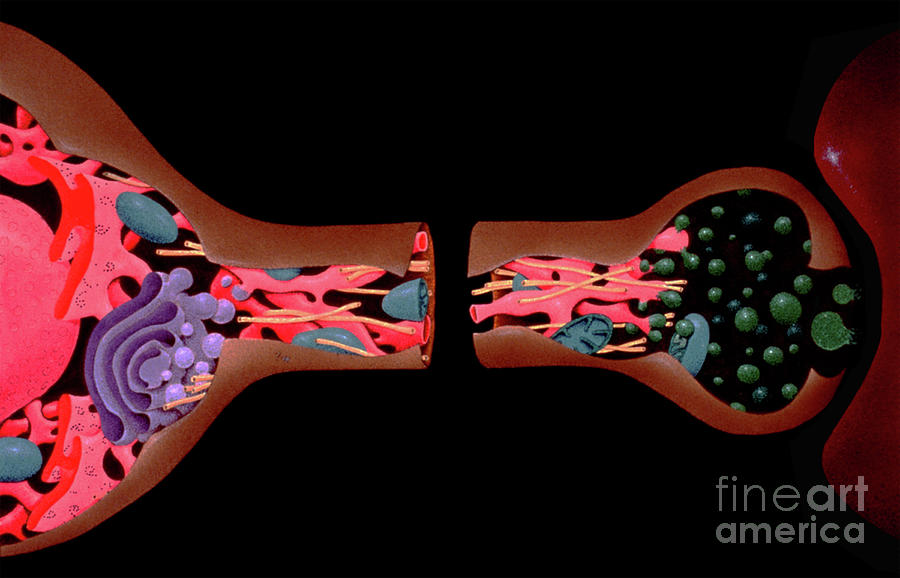 Nerve Cell Axon Anatomy Photograph by Francis Leroy, Biocosmos/science Photo Library